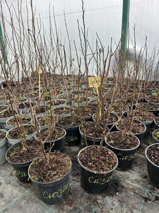 Магнолия в саксия 2 л