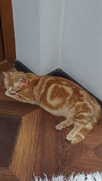 Продается кошка Манчкин