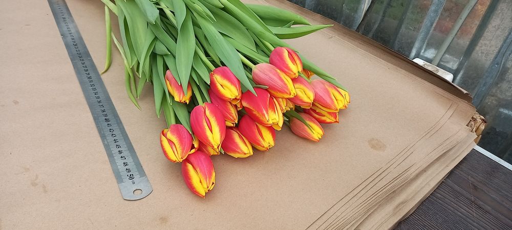 Тюльпаны на Восточке !!!