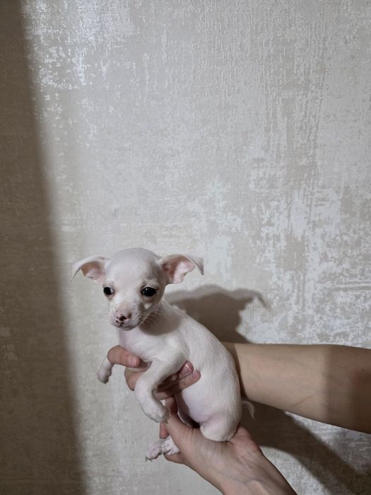 Чихуахуа девочка