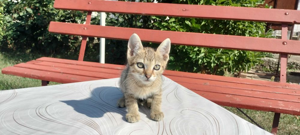 Anunț Adopție Piatra Neamț Puișori Pisică