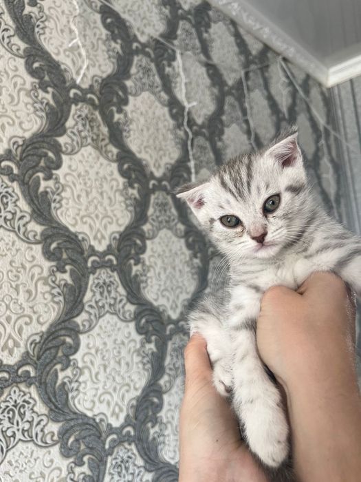 Продам шотландских котят мальчики и девочки