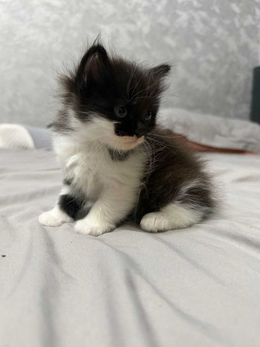 котята от Мамы  кошки