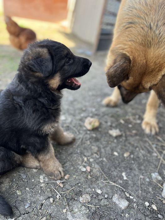 Продаются щенки немецкой овчарки