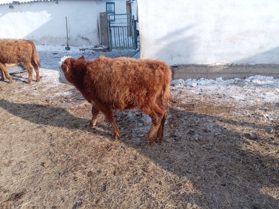 Баспақтар, 230 000