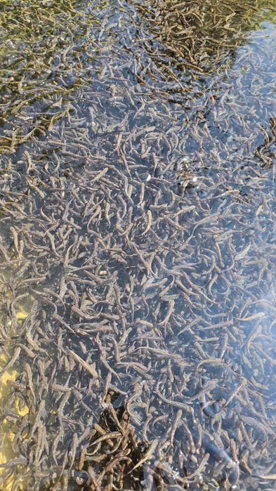 Vând puiet păstrăv fântânel