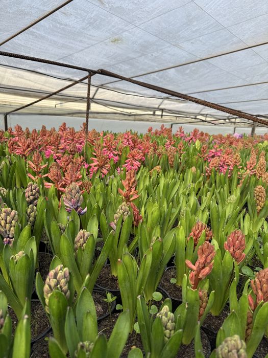 Zambile si Lalele ghiveci