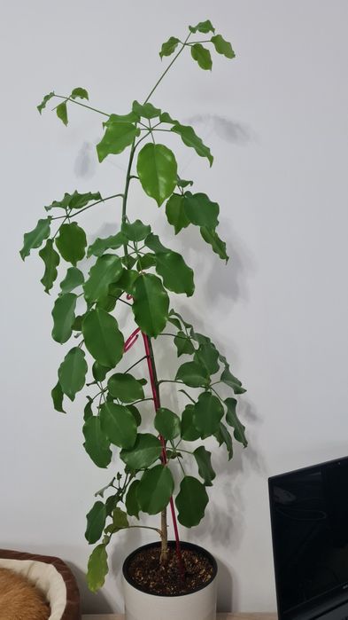 Продам Шефлера .