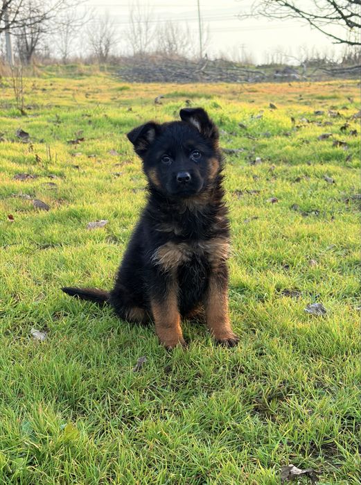 Елитни Родословни Немски Овчарки