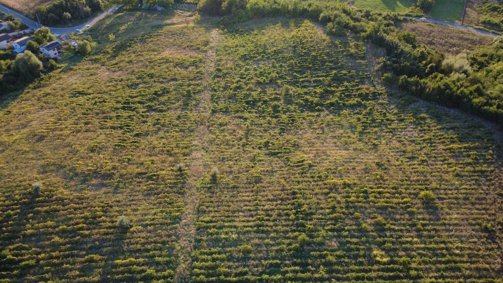 Vand teren,comuna Bucov, sat Chitorani, jud. Prahova, 5.62  ha.