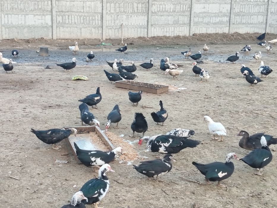 Индуткала сотилади 100000 сум сони 80 та