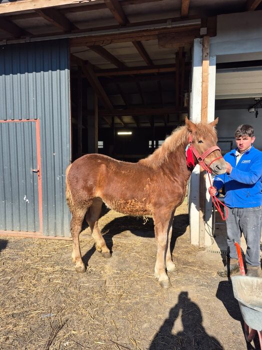 Vind minza de 9 luni