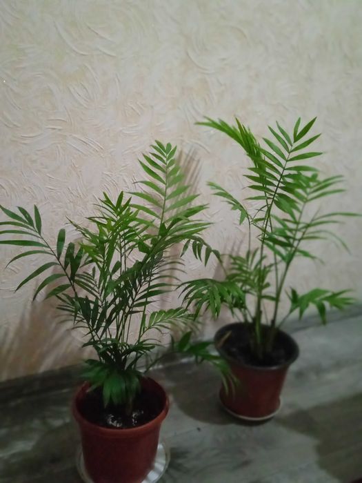 Продам комнатные цветы