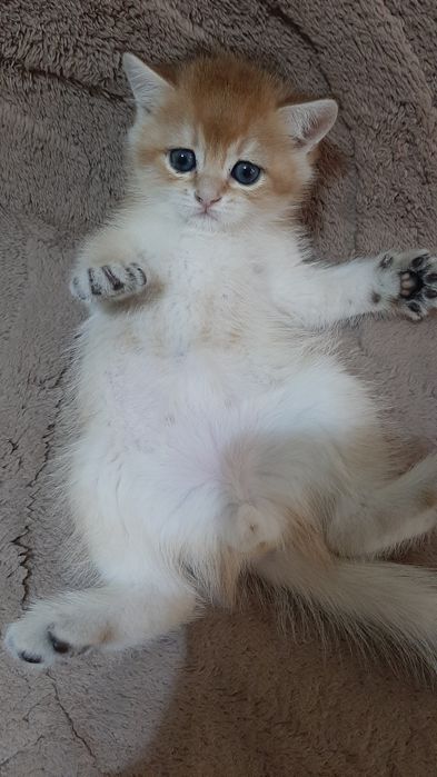 Золотая шиншилла, мальчик