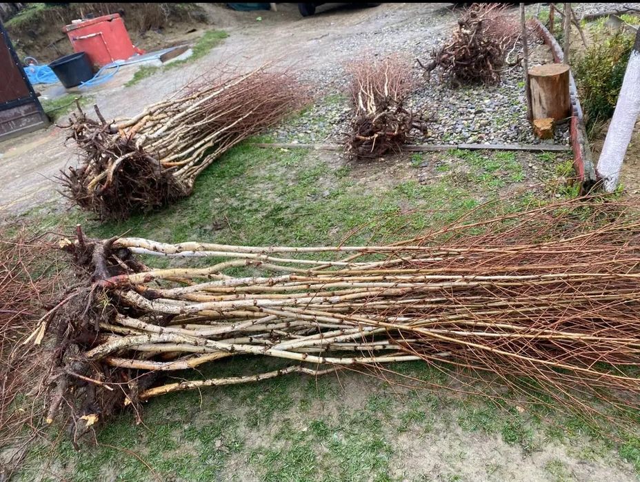 Vând puieți tratați forestieri