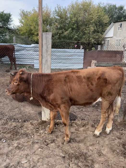 Продам баспак сатылады