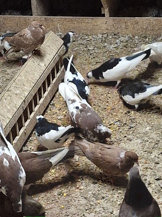 Пазарджишки високолетачи гълаби