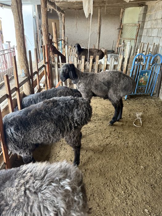 Қошқар сатылады 110мың