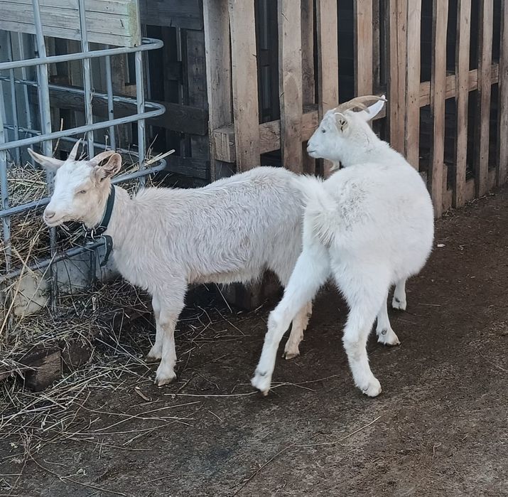 Продам козу + козочка
