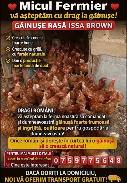 Bună ziua dragi clienți am dat drumul la o nouă serie de găini roșii ouătoare