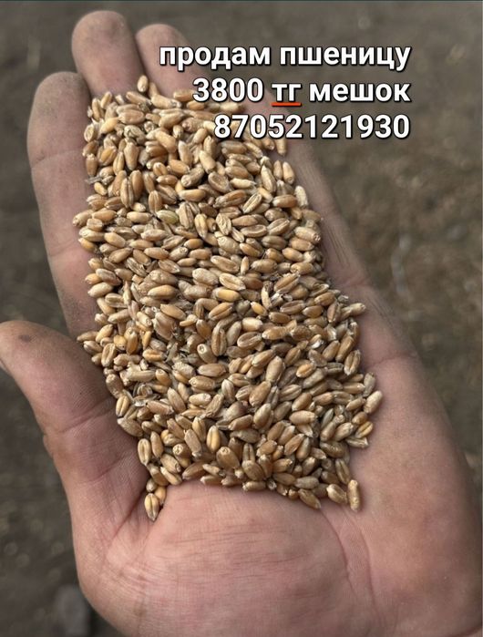 Продам пшеницу сухую