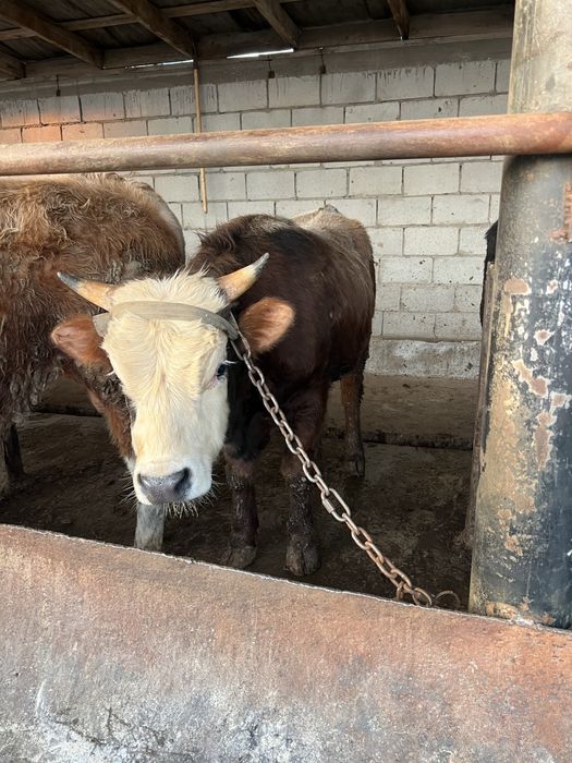 Продам быка 1год и 2 месяца