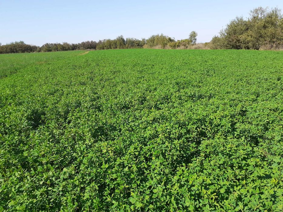 Teren intravila in satul Sannicolau Roman, suprafata de 1,590m patrati