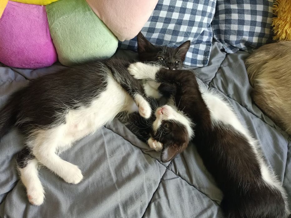 Отдам котят бесплатно