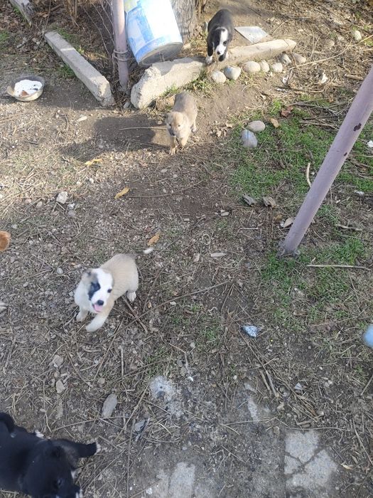 Подарю щенят звонки