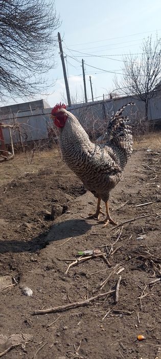 5 мыннан штуг келсм бар