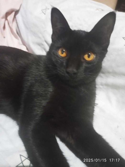 Котята в добрые руки. Смотрите другие объявления автора