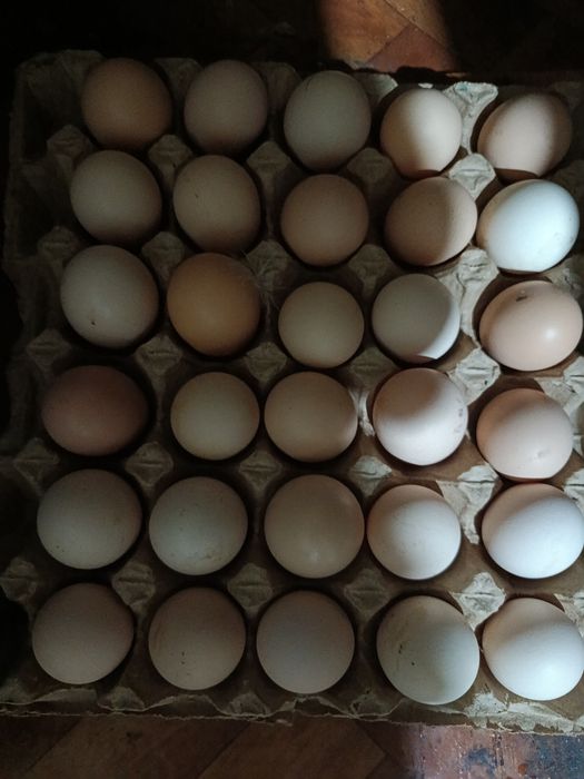 Инкубационные яйца