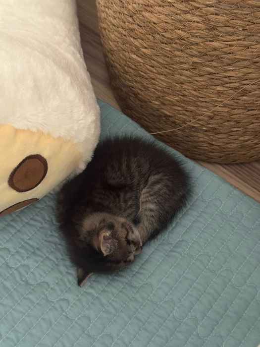 Отдам в хорошие руки котенка