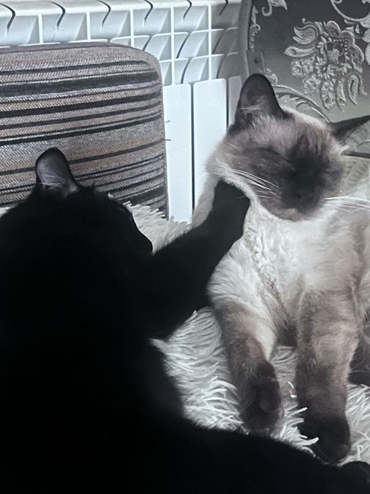 Ищу любящий дом для двух кошечек