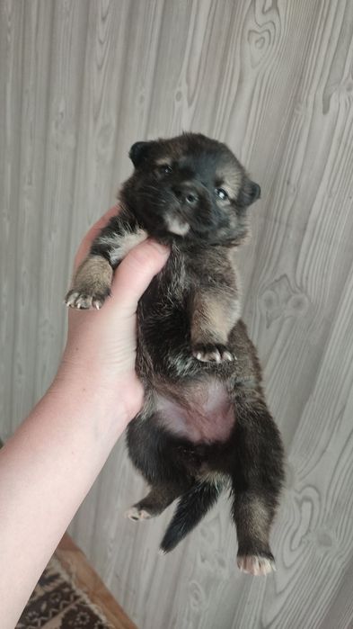 Отдам в добрые руки