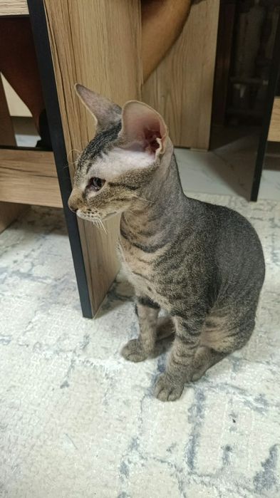 Котята сфинкс донские