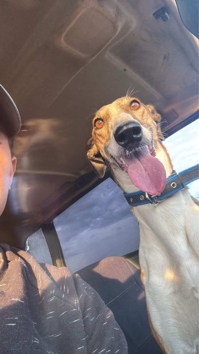 Хорты сучка торг