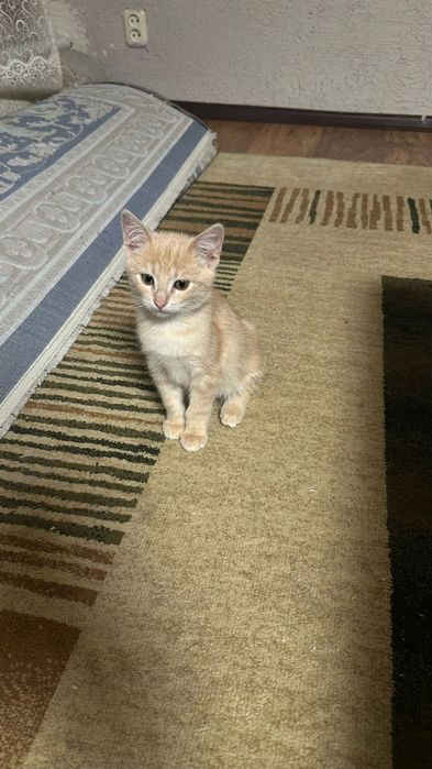 отдам котят в хорошие руки