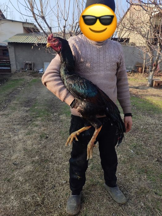 Harhil zotdan bor tuhumi sotiladi zoti