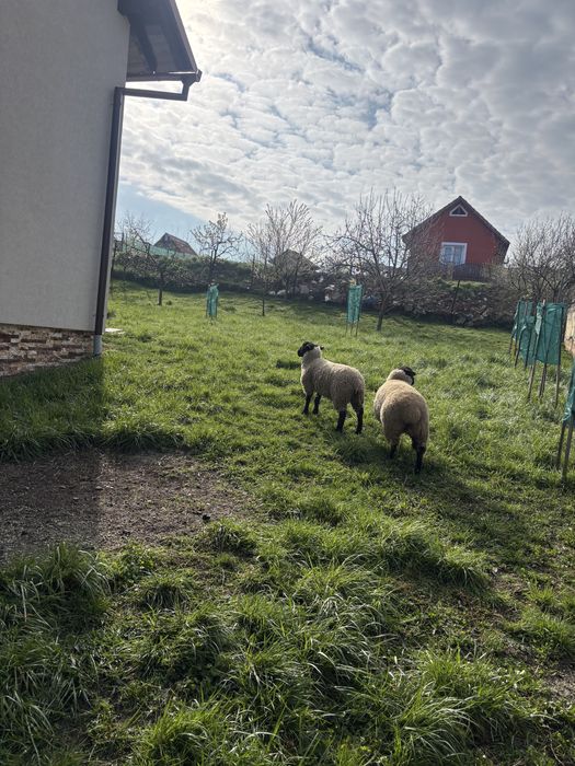 De vanzare oi  suffolk. 3000 de lei bucata