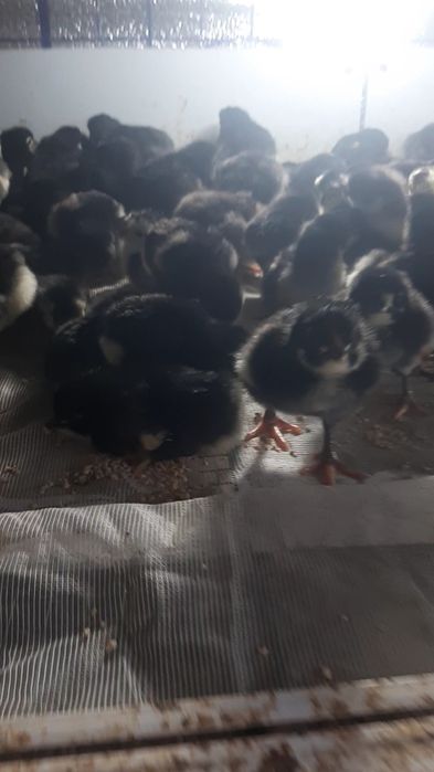 Qora Shaxzoda jojalari