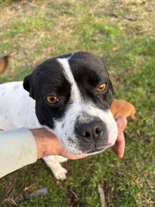 Ofer caței in spre adopție gratis!