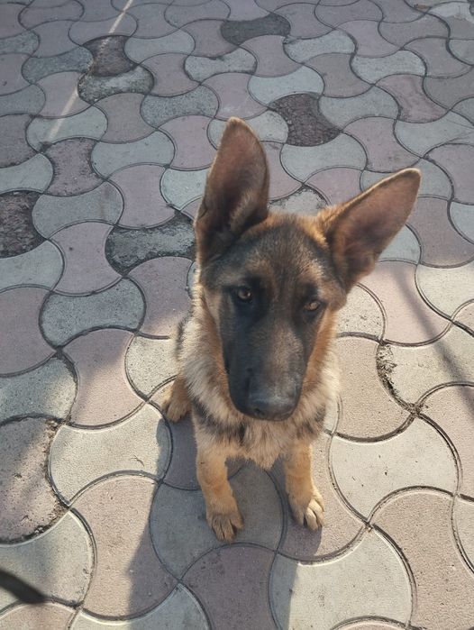 Продам немецкую овчарку