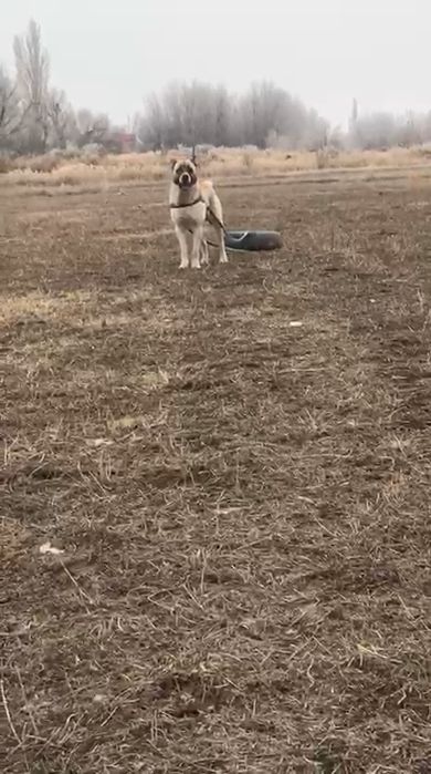 Алабай кангал сао