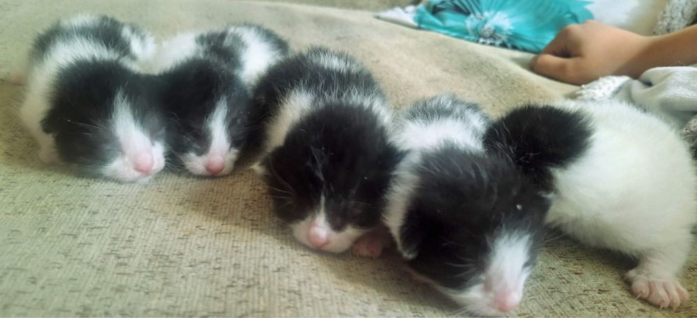 Donez 5 pisoiași adorabili – crescuți în casă, blânzi și sănătoși