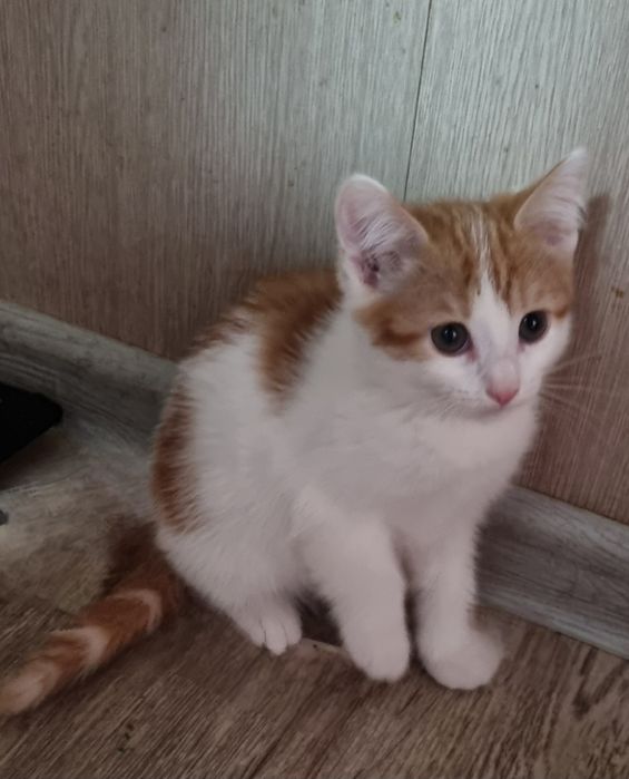 Отдадим в лучшие руки двух девочек