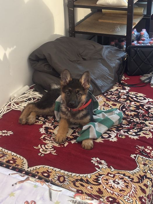 Немецкая овчарка, щенок