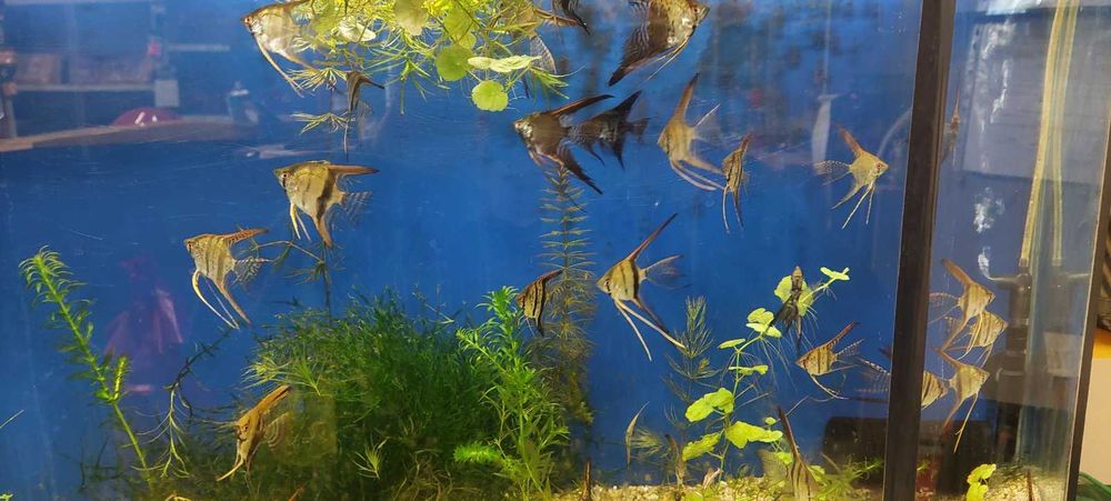 Декоративни рибки Скаларии