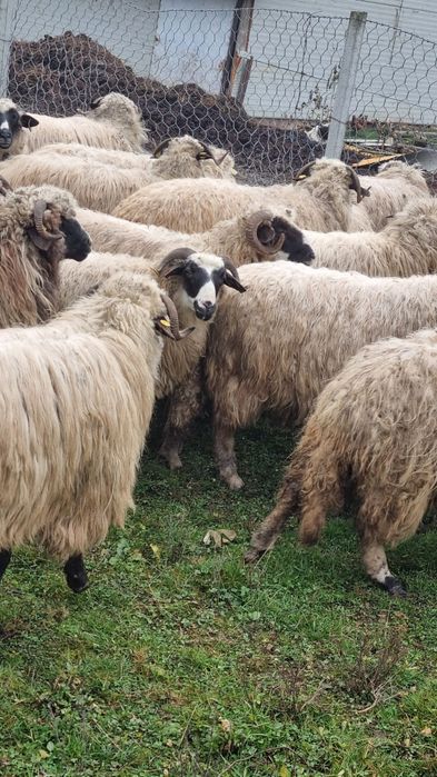 Vând oi turcane unele cu miei altele gestante