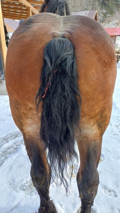 Steluța posibilă de vânzare